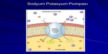 Sodyum Potasyum Pompas